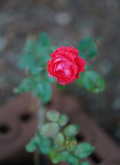 red rose in garden