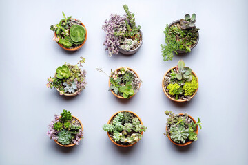 Colorful compilation of succulent plants in terracotta pot. Flat lay plants.