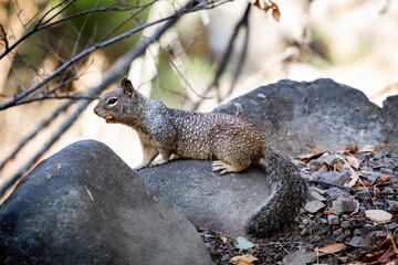 Western Ground Squirrel eating an acorn
