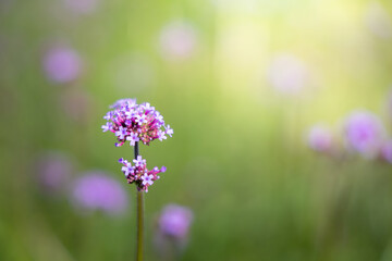 The background image of the colorful flowers