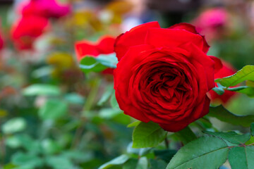 Fototapeta na wymiar A close-up of beautiful roses