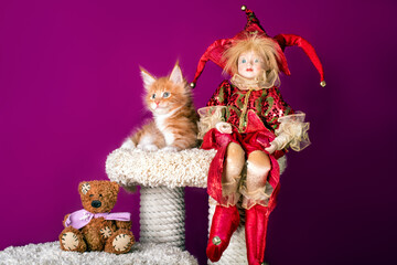 A nice red maine coon kitten and an elf at Christmas.