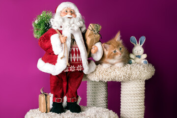 A nice red maine coon kitten and Santa Claus at Christmas.