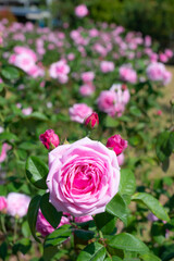A close-up of beautiful roses