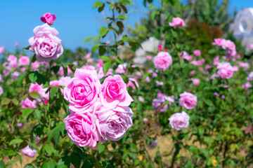 A close-up of beautiful roses