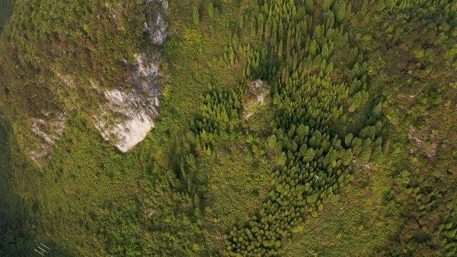 Mountainside forest landscape, aerial top down view