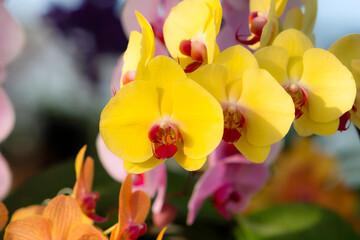 Fototapeta premium Orchid shrubs isolated. with other plants in the blurred background
