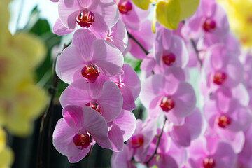 Fototapeta premium Orchid shrubs isolated. with other plants in the blurred background