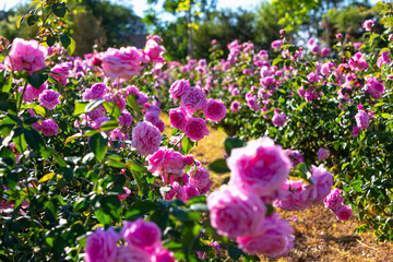 Pink rose in beautiful nature garden