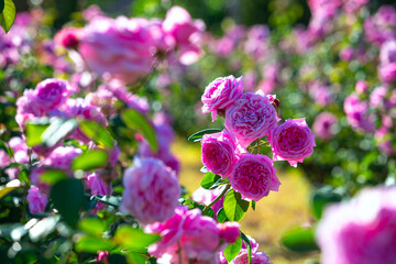 A close-up of beautiful roses