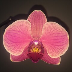 Naklejka na ściany i meble pink orchid