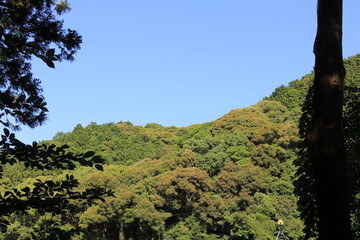 Fototapeta na wymiar 木々の合間から見える山と空