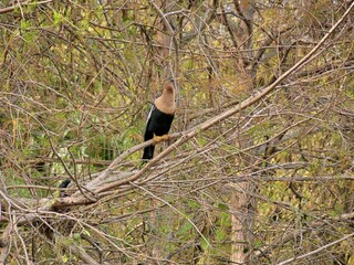 red billed hornbill
