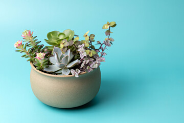 Arrangement of variety succulent house plants in pot isolated on pastel blue background.  