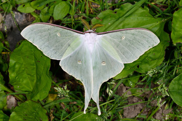 オオミズアオの雄（北海道・知床）
