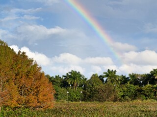 rainbow over the forest