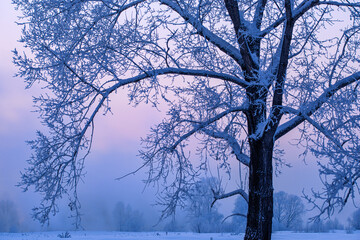 snowy trees on field at sunset on blue sky background