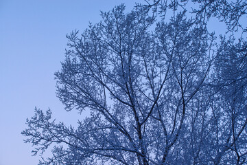 Winter trees in mountains covered with fresh snow