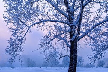 Fototapeta na wymiar snowy trees on field at sunset on blue sky background