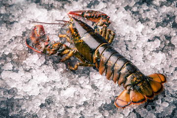 Raw lobster on ice on a black stone table top view