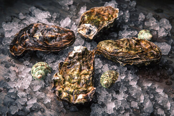 Fresh oysters, ice on dark metal background.