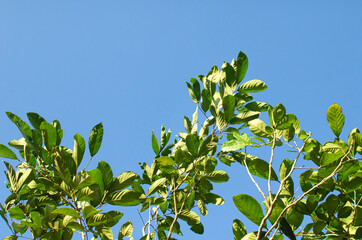Green leaves on blue sky background
