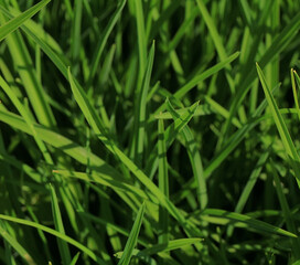 Fototapeta na wymiar Abstract blurred, natural green background. Grass in dew.Beautiful artistic image of purity and freshness of nature, copy space.