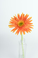 Gerberas on a white background