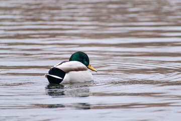 Pato bañándose en el río Tormes