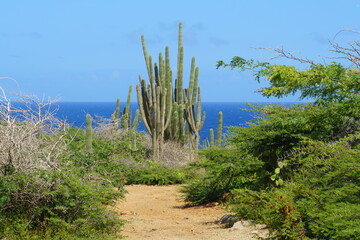 A trail with green tropical plants with cactus overlooking beautiful blue ocean in Aruba