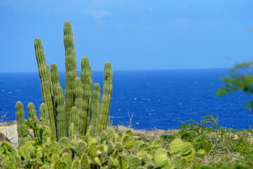 Cactus plant overlooking blue ocean in Aruba