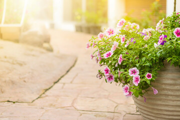 Pink Petunia flower in clay pot over blurred garden background with vintage warm light, spring and summer season garden