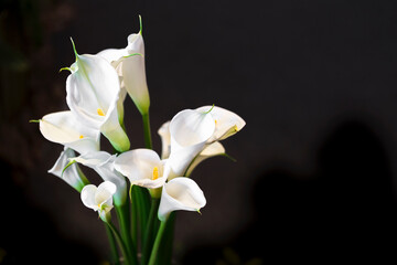 Naklejka na ściany i meble White Cala lily over dark background, beautiful white flower on black background