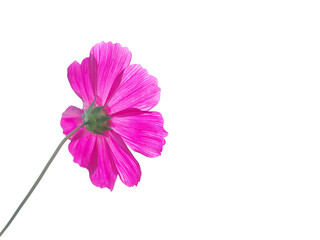 Pink cosmos, Isolated flower, cut outline on white background space for frame copy write postcard decorate pattern artwork arts, Artistic paper