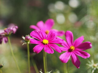 Obraz premium Purple, dark Pink color flower, sulfur Cosmos, Mexican Aster flowers are blooming beautifully springtime in the garden, blurred of nature background