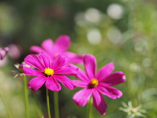 Fototapeta premium Purple, dark Pink color flower, sulfur Cosmos, Mexican Aster flowers are blooming beautifully springtime in the garden, blurred of nature background