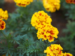 African marigold, American or Aztec marigolds flower Beautiful yellow mix orange color Flowers growing blooming in garden nature background