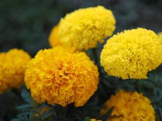 African marigold, American or Aztec marigolds flower Beautiful yellow color Flowers growing blooming in garden nature background