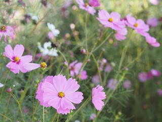 Pink color flower, sulfur Cosmos, Mexican Aster flowers are blooming beautifully springtime in the garden, blurred of nature background