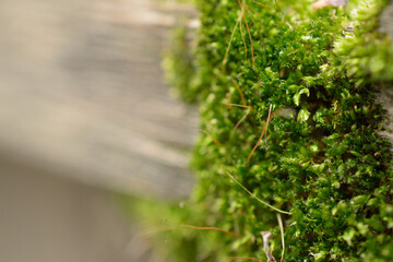 Moss growing on an old wood fence post .