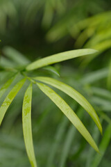 Fototapeta na wymiar Podocarpus plum pine tree leaf close up