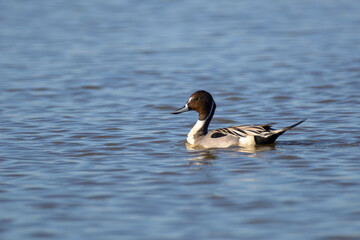 Male drake northern pintail duck swimming .