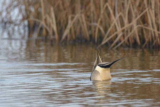 Male drake northern pintail duck swimming .
