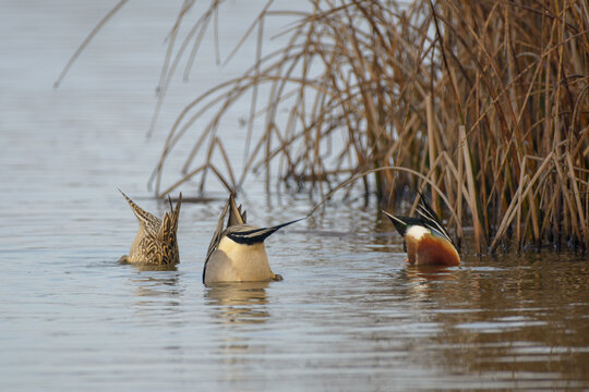 Male drake northern pintail duck swimming . - Powered by Adobe