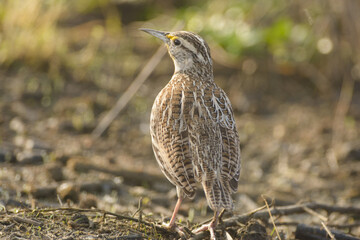 Non- breeding Western meadowlark bird on the ground.