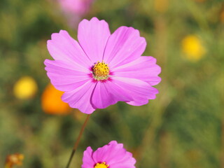 Pink color flower, sulfur Cosmos, Mexican Aster flowers are blooming beautifully springtime in the garden, blurred of nature background