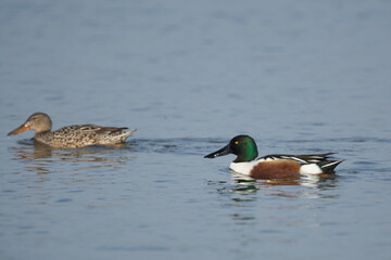 Northern shoveler duck drakes males swimming .