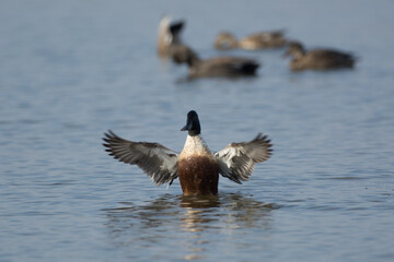 Northern shoveler duck drake male flapping wings in the water .