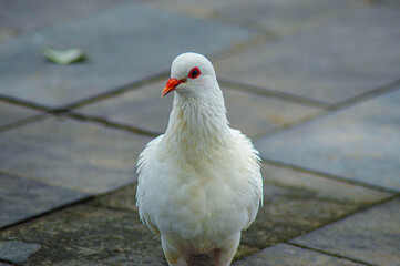 The Beautiful White Pigeon Standing Alone