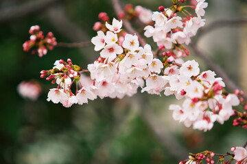河川敷の桜並木
